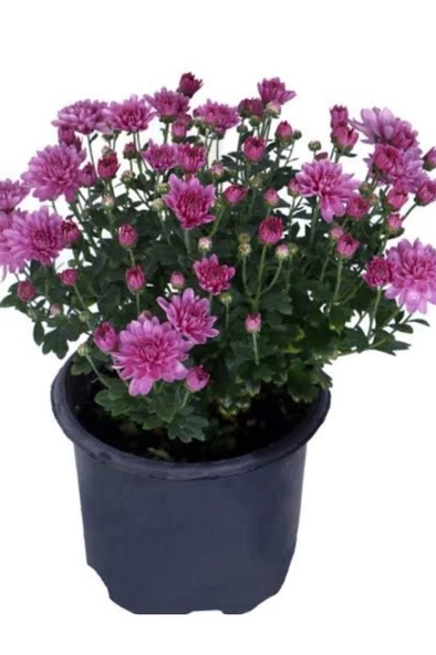 Pembe Renk Kasımpatı  Krizantem Chrysanthemum Çiçeği 10-20 cm ürün görseli 1