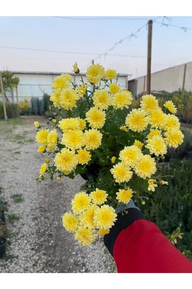 Buğday Sarısı Kasımpatı Krizantem Chrysanthemum Çiçeği 10-20 cm ürün görseli 1
