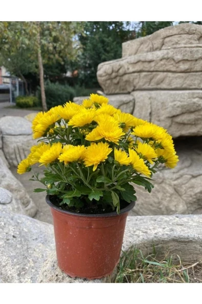 Sarı Kasımpatı Krizantem Chrysanthemum Çiçeği 10 - 20 Cm ürün görseli 1