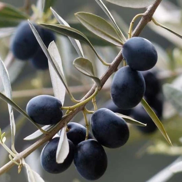 Yağlık ve Sofralık Tüplü Tüm Bölgelere Uygun Tüplü İzmir Sofralık Zeytin Fidanı ürün görseli 1