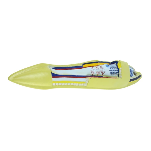 BATRAK MODELİ - Resim 2