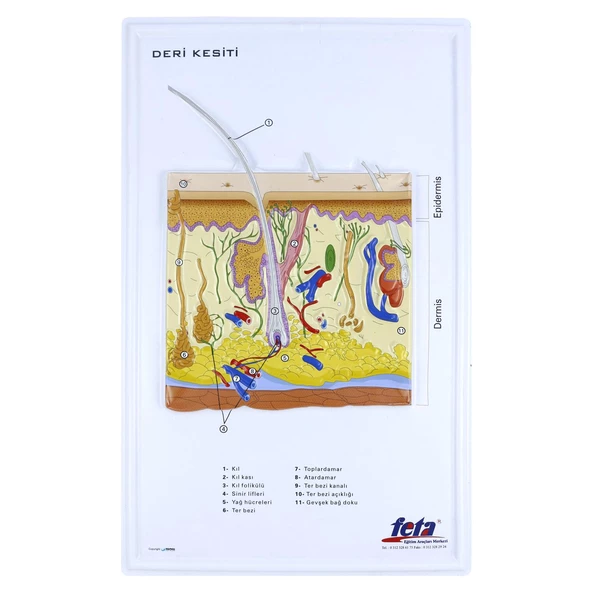 DERİ KESİTİ (BÜYÜTÜLMÜŞ) ürün görseli 1