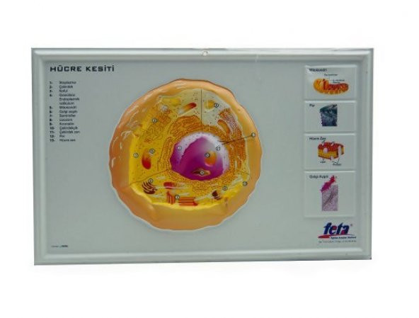 HÜCRE KESİTİ  (KABARTMA LEVHA) ürün görseli 1