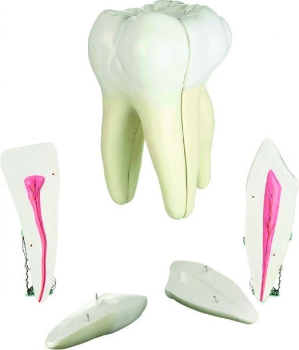 DİŞ MODELLERİ SETİ 3LÜ SET ürün görseli 1