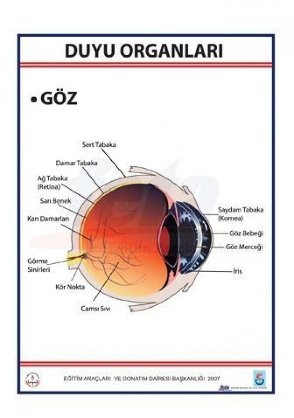 DUYU ORGANLARI LEVHASI GÖZ ürün görseli 1