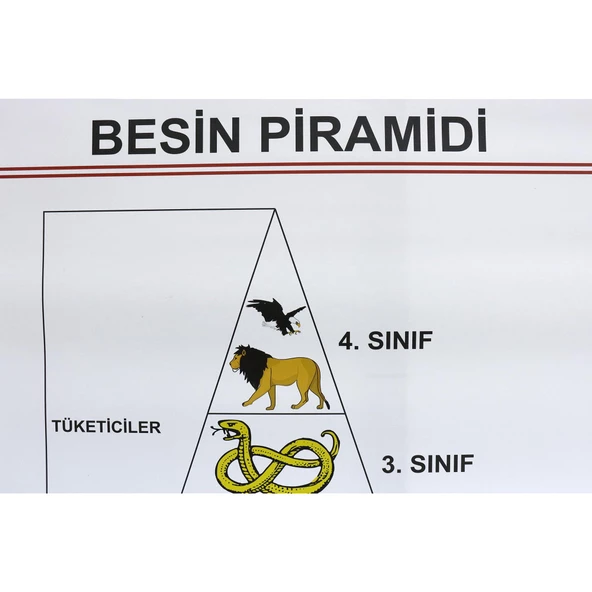BESİN PRAMİDİ - Resim 2