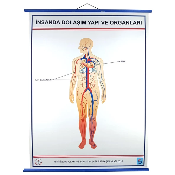 İNSANDA DOLAŞIM VE YAPI ORGANLARI - Resim 2