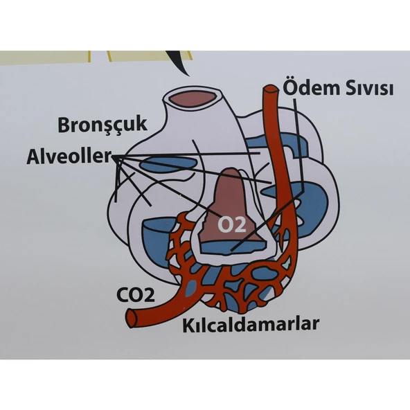 SOLUNUM SİSTEMİ (KAPLI, 70X100) - Resim 3