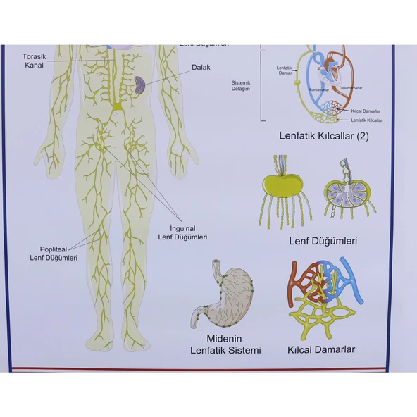 LENF DOLAŞIMI LEVHASI - Resim 3
