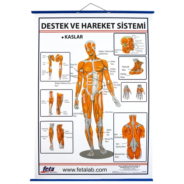 DESTEK VE HAREKET SİSTEMİNDE KASLAR LEVHASI ürün görseli 1
