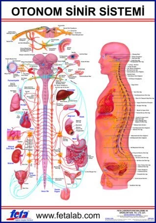 Otonom Sinirlerin İç Organlar Üzerine Etkilerini Gösteren Eğitim Plakası ürün görseli 1