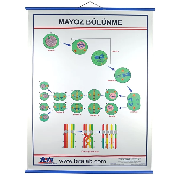 MAYOZ BÖLÜNEYENİ  LEVHASI ürün görseli 1