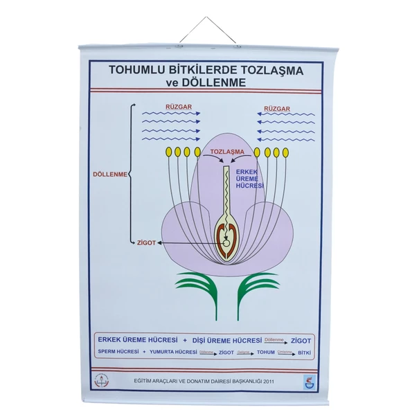 TOHUMLU BİTKİLERDE TOZLAŞMA VE DÖLLENME LEV. (70X100 CM) ürün görseli 1