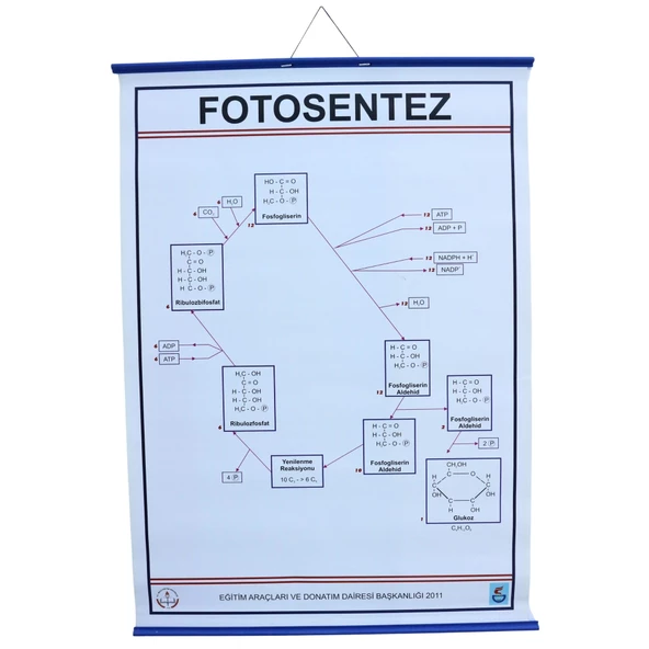 FOTOSENTEZ LEVHASI ürün görseli 1