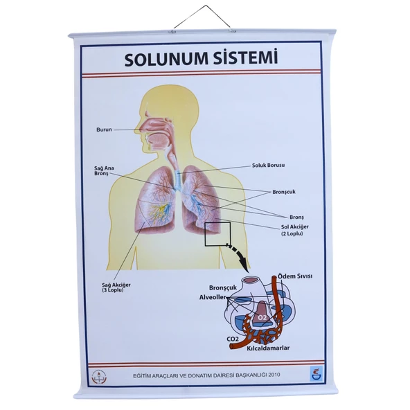 SOLUNUM SİSTEMİ (KAPLI, 70X100) ürün görseli 1
