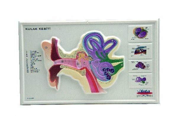KULAK KESİTİ KABARTMA ürün görseli 1