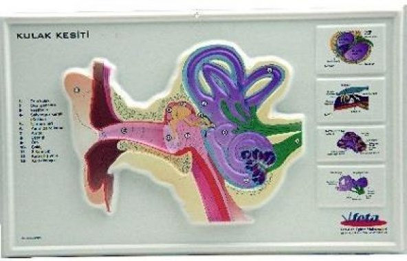 KULAK KESİTİ KABARTMA - Resim 2