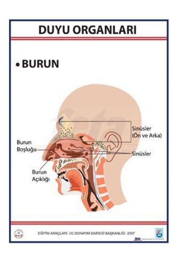 DUYU ORGANLARI LEVHASI BURUN ürün görseli 1