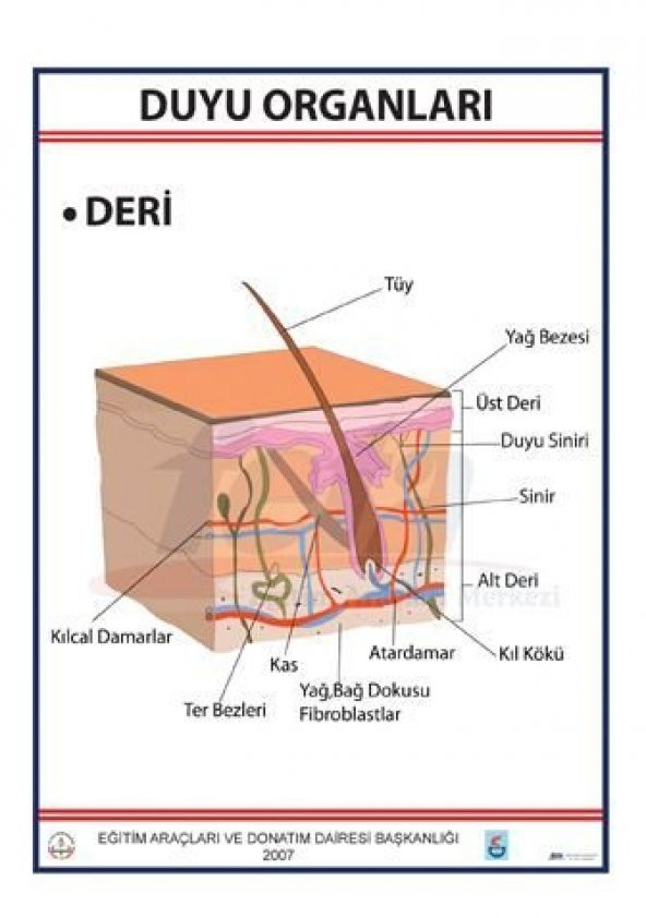 DUYU ORGANLARI LEVHASI DERİ ürün görseli 1