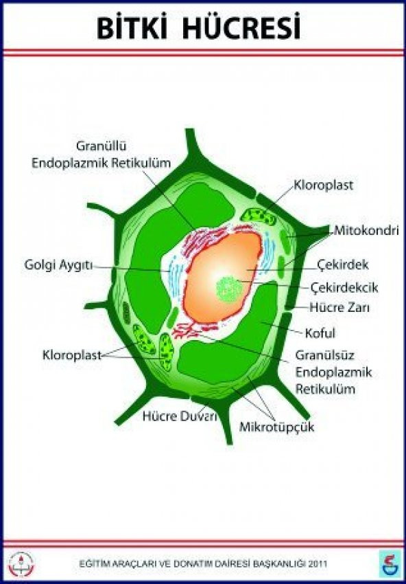 BİTKİ HÜCRESİ LEVHASI (70X100 CM) ürün görseli 1