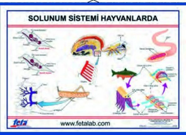 SOLUNUM SİSTEMİ LEVHASI (HAYVANLARDA) ürün görseli 1