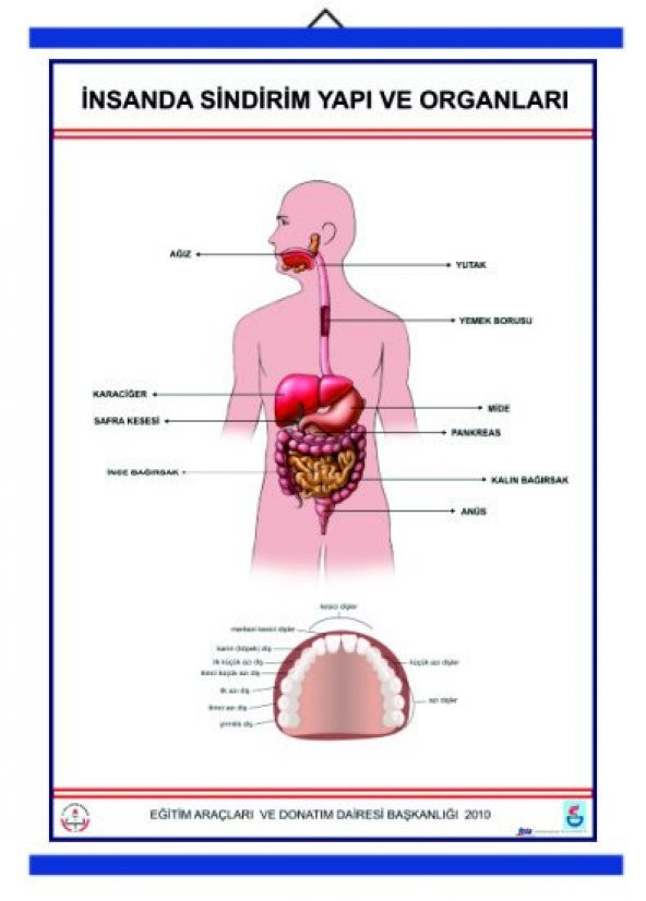 İNSANDA SİNDİRİM VE YAPI ORGANLARI ürün görseli 1