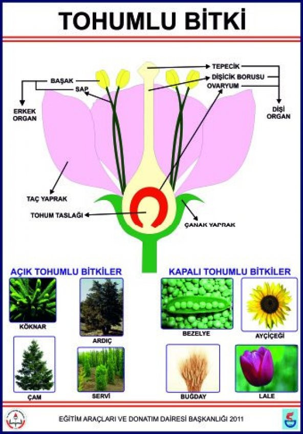 TOHUMLU BİTKİLER LEVHASI ürün görseli 1