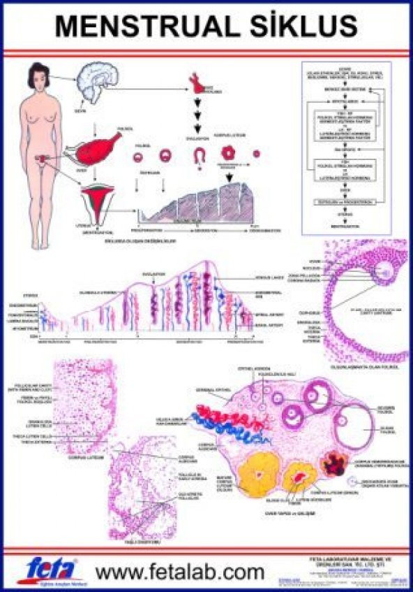 Menstrual Siklus Eğitim Plakası ürün görseli 1