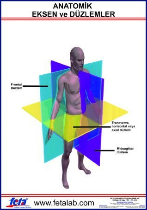 Anatomik Eksen Ve Düzlemleri Gösteren Eğitim Plakası ürün görseli 1