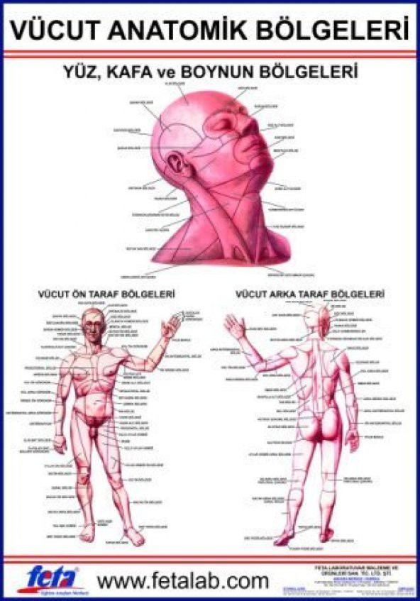 Vücudun Anatomik Bölümlerini Gösteren Eğitim Plakası ürün görseli 1
