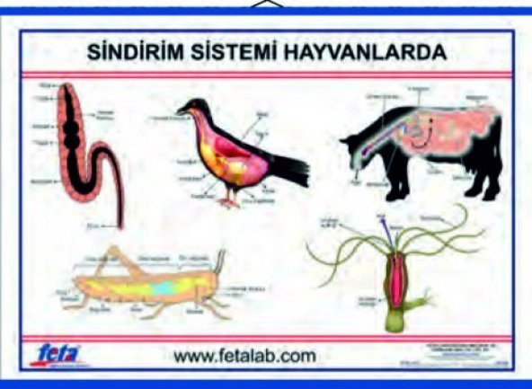 SİNDİRİM SİSTEMİ LEVHASI (HAYVANLARDA) ürün görseli 1