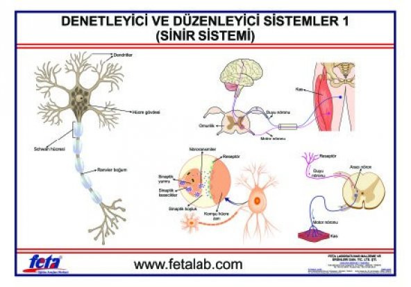 DENETLEYİCİ VE DÜZENLEYİCİ SİSTEM LEVHASI  (SİNİR SİSTEM)İ" ürün görseli 1