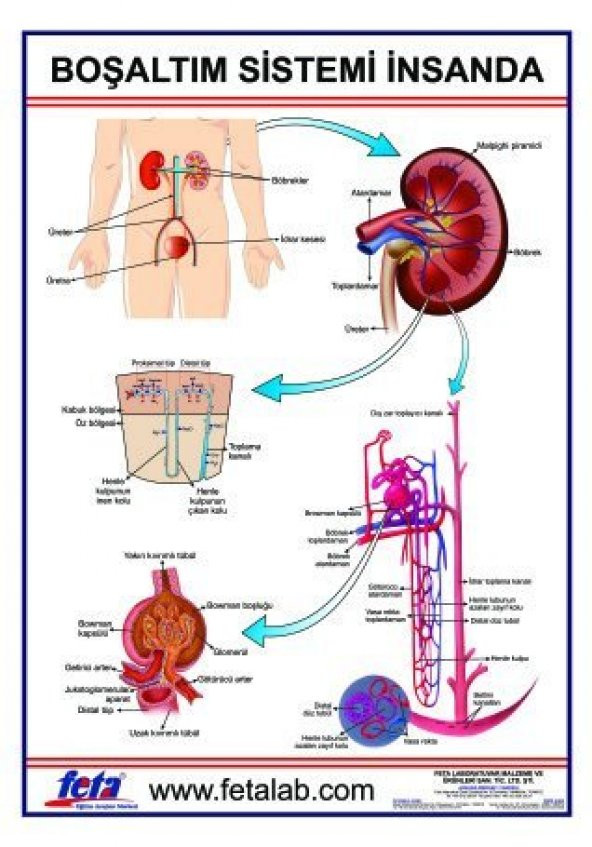 BOŞALTIM SİSTEMİ LEVHASI İNSANDA ürün görseli 1