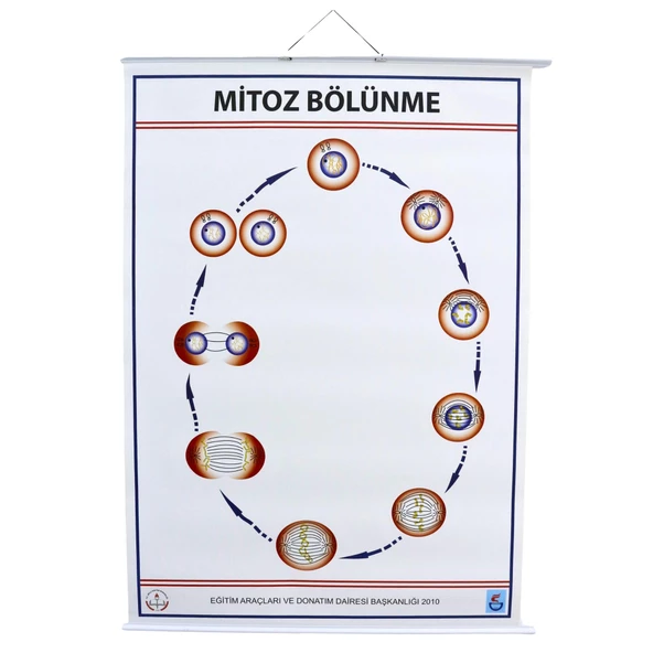 MİTOZ LEVHASI (70X100 CM) ürün görseli 1