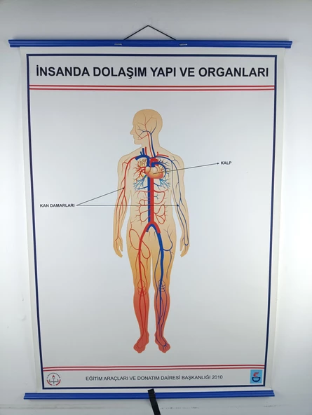 İNSANDA DOLAŞIM VE YAPI ORGANLARI ürün görseli 1