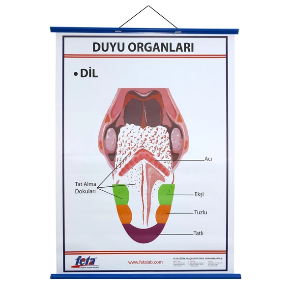 DUYU ORGANLARI LEVHASI DİL ürün görseli 1