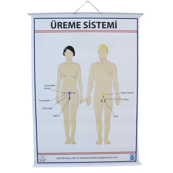 ÜREME SİSTEMİ LEVHASI (70X100 CM) ürün görseli 1