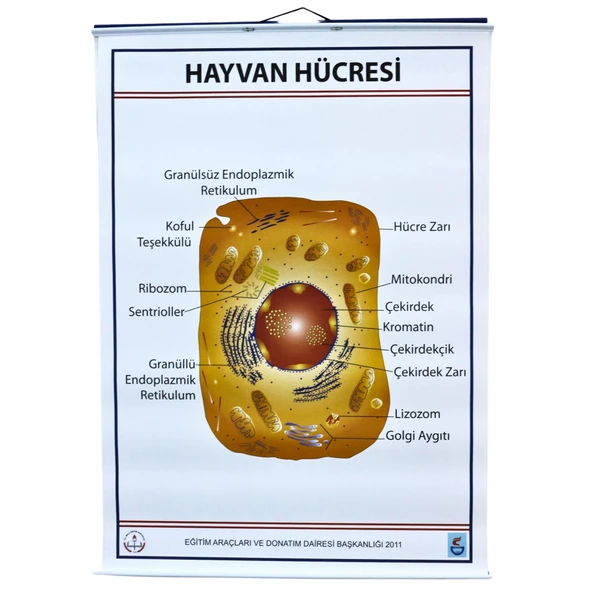 HAYVAN HÜCRESİ LEVHASI (70X100 CM) ürün görseli 1