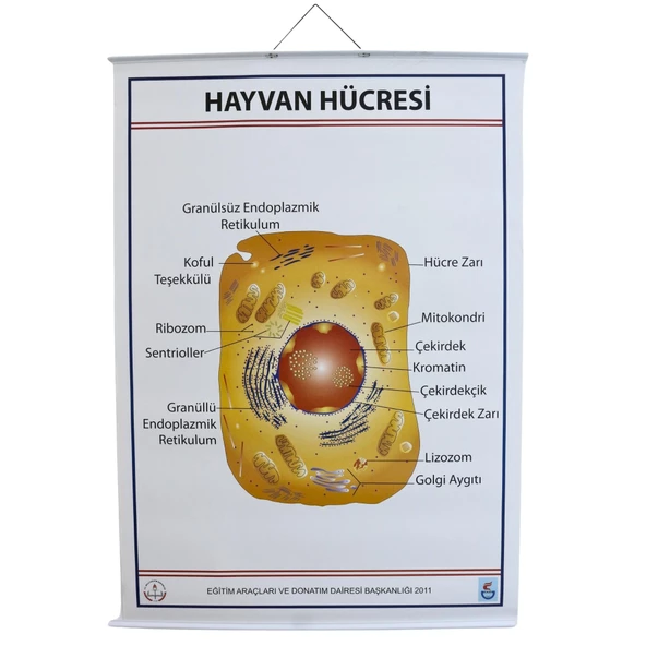 HAYVAN HÜCRESİ LEVHASI (70X100 CM) - Resim 3