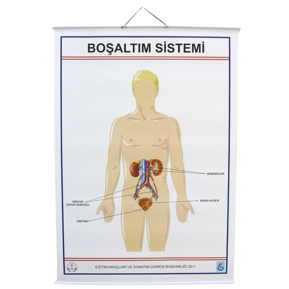İNSANDA BOŞALTIM YAPI VE ORGANLARI ürün görseli 1