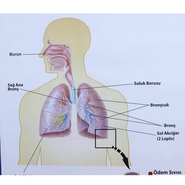 SOLUNUM SİSTEMİ (KAPLI, 70X100) - Resim 2
