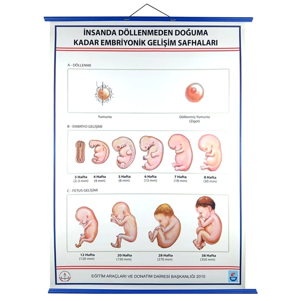 İNSANDA DÖLLENMEDEN DOĞUMA EMBRİYONİK GEL. SAFH. LEV. ürün görseli 1