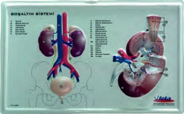 BOŞALTIM SİSTEMİ (KABARTMA) ürün görseli 1