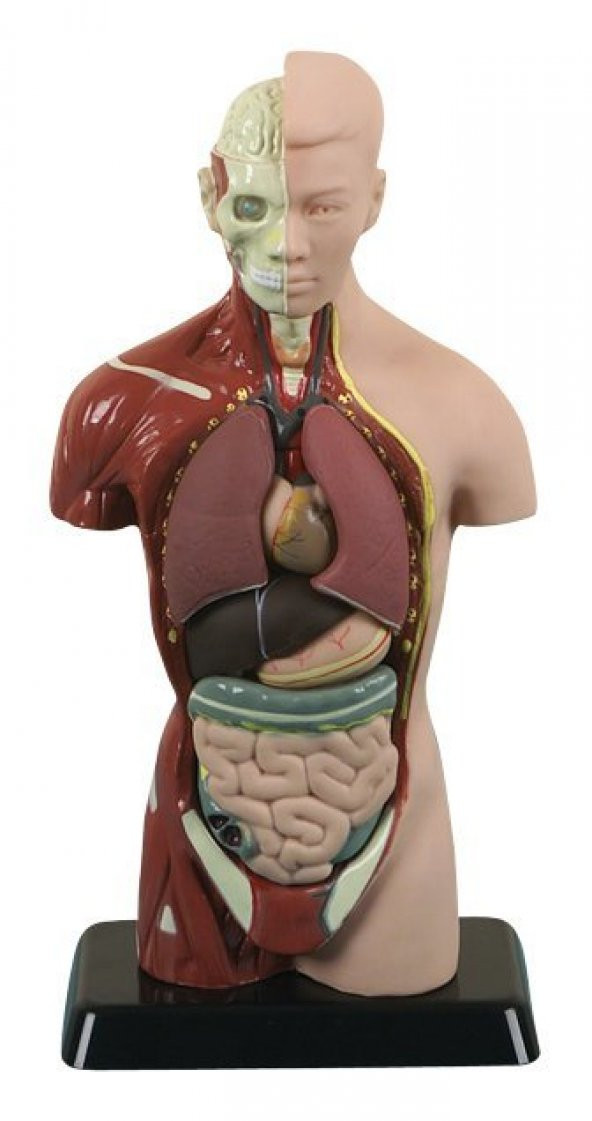 İNSAN VÜCUDU KÜÇÜK (27 CM) ürün görseli 1