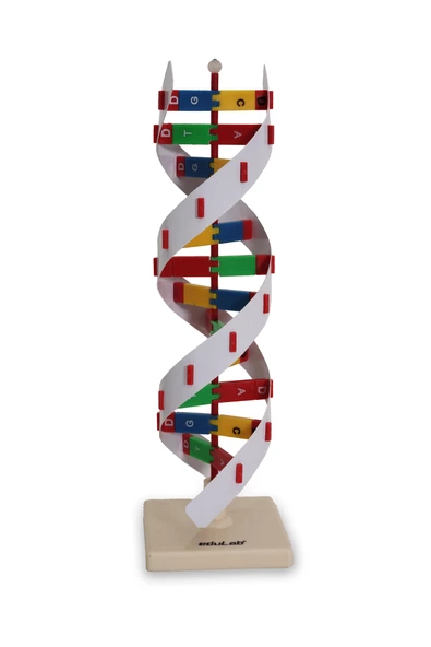 DNA MODELİ - Resim 2