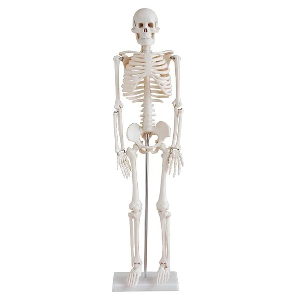 İNSAN İSKELET MODELİ 85cm - Resim 3