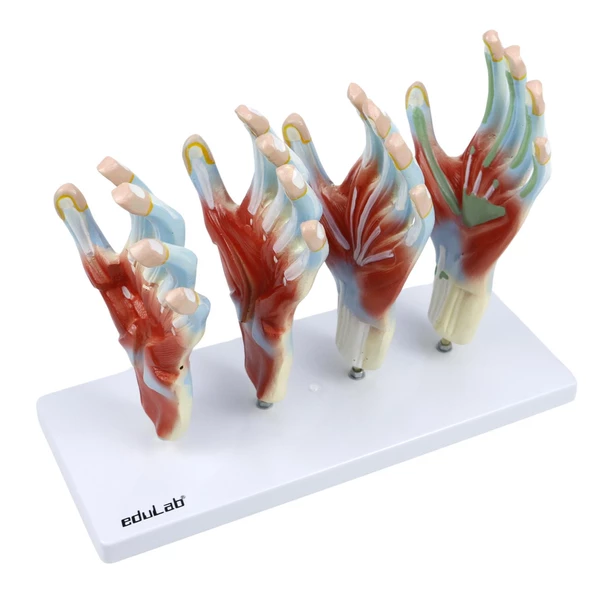 EL MODELİ EDULAB - Resim 3