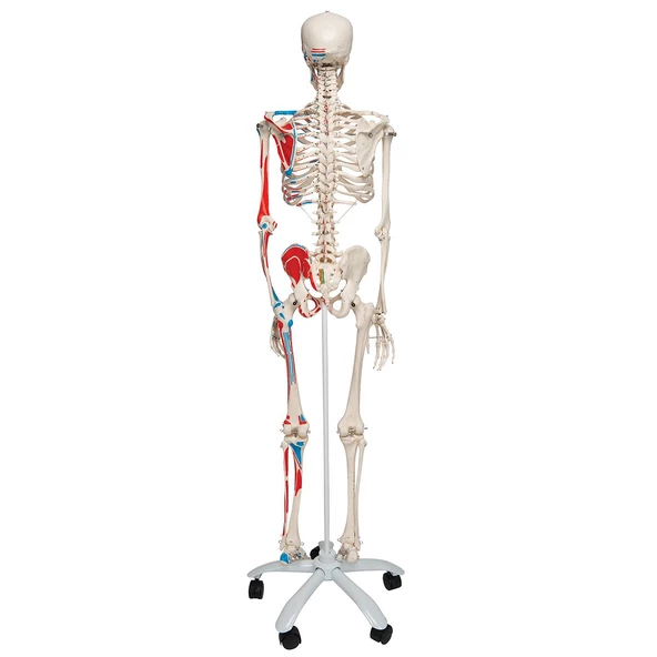 İNSAN İSKELET MODELİ 160 CM - Resim 2