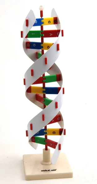 DNA MODELİ ürün görseli 1