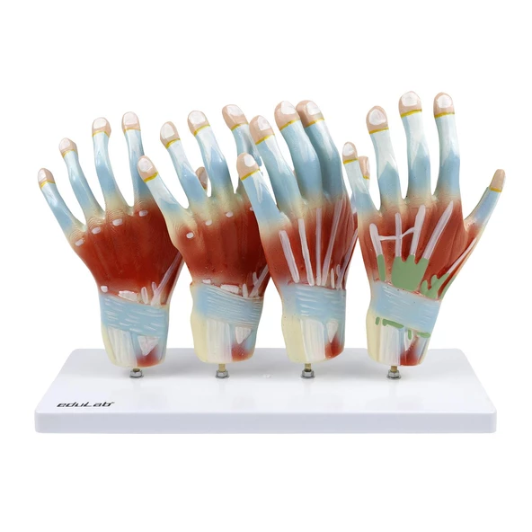 EL MODELİ EDULAB - Resim 2
